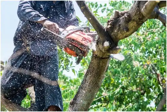 tree services Privateer